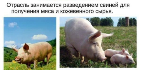 Kako organizirati uzgoj svinja kod kuće